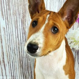 Duke - Basenji