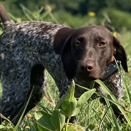 River - German Shorthaired Pointer