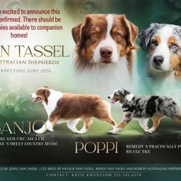 Australian Shepherd puppies from Barking Creek Ranch
