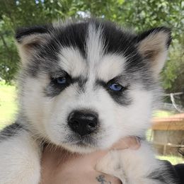 Poodles and Siberian Huskies from Mj Faith Poodles