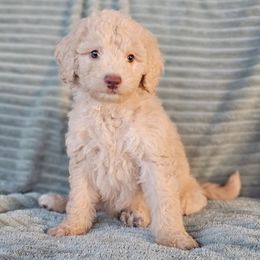 Tater - Apricot female Goldendoodle puppy in Pittsburg, Texas from Grace Springs Goldendoodles