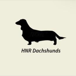 Dachshund puppies from HR Dachshunds