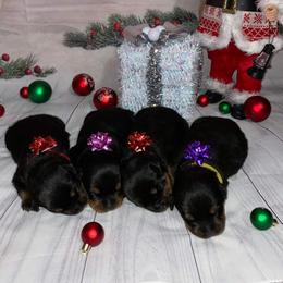French Bulldog and Rottweiler Puppies from White River Rotties