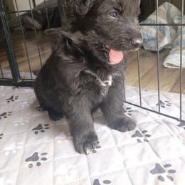 No collar - Black male German Shepherd puppy in Cochise, Arizona from Freiheit Von Himmel  Shepherds