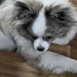 Pomeranian and Pomsky All Grown Up from Southern Poms of Texas