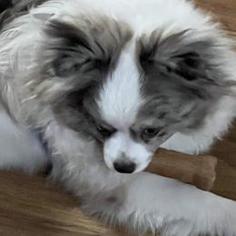 Pomeranian and Pomsky All Grown Up from Southern Poms of Texas