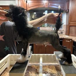 Show Quality Male - Black and white male Chinese Crested puppy in Salt Lake City, Utah from Naked & Famous