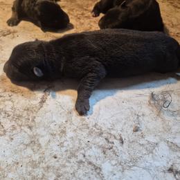 Girl 2 - Black female German Shepherd puppy in Lake George, Colorado from High Country German Shepherds