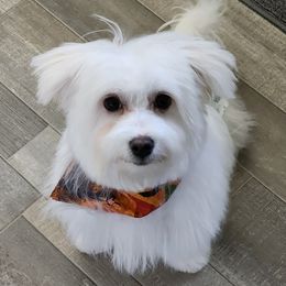 Nahjee - Maltese