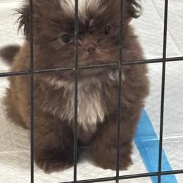 Shih Tzu Puppies from Staci Fidler