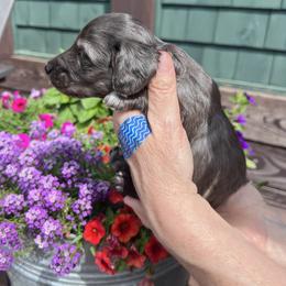 Boy 1 - Dapple male Dachshund puppy in Gouverneur, New York from Dack Dachshunds