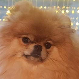 Micky - Pomeranian