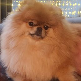 Micky - Pomeranian