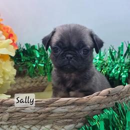 Sally - Fawn female Pug puppy in Olin, North Carolina from Piggy Pugs