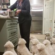 Kuvasz and Pumi Puppies from Ederra (Kuvasz and Pumi)