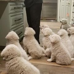 Kuvasz and Pumi Puppies from Ederra (Kuvasz and Pumi)