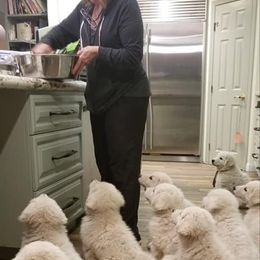 Kuvasz and Pumi Puppies from Ederra (Kuvasz and Pumi)