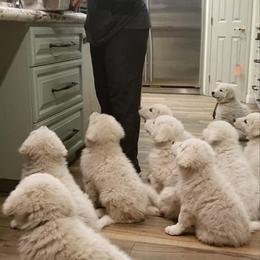 Kuvasz and Pumi Puppies from Ederra (Kuvasz and Pumi)