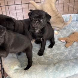 BLACK MALE - Black male Pug puppy in Saugus, Massachusetts from Pug Puppies of Boston
