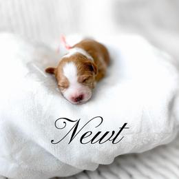 Newt - Red  male Goldendoodle puppy in Springville, Utah from Happy Doodle