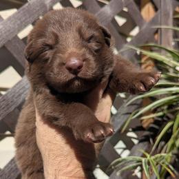Sono - Liver male German Shepherd puppy in Olean, New York from F&B Kennels