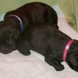 Labrador Retriever Puppies from Kingridge Kennels