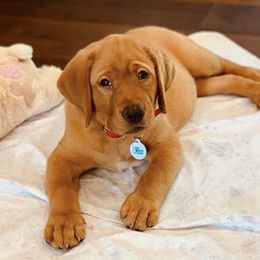Labrador Retrievers from Gary Jenson