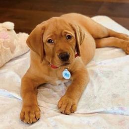Labrador Retrievers from Gary Jenson