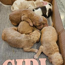 Girl 2 - female Poodle puppy in Detroit, Michigan from Pretty Spoiled Spoos llc