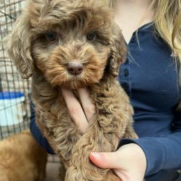 Mowgli - Merle male Goldendoodle puppy in Ottawa, Ohio from Simply Beautiful Goldendoodles