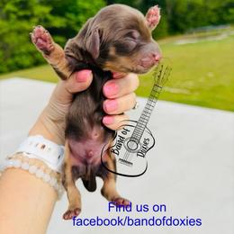 Sipp, AKC, male - Chocolate and cream male Dachshund puppy in Carriere, Mississippi from Band Of Doxies