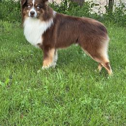 Rio - Australian Shepherd