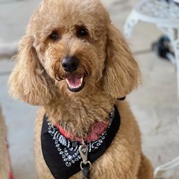 Rose - Poodle