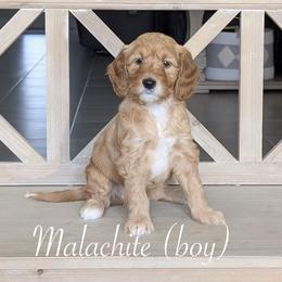 Malachite - Red  male Goldendoodle puppy in Beverly Hills, Florida from Bundle of Joy Doodles