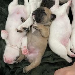 French Bulldog Puppies from The Frenchie Lady Co.