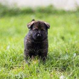 German Shepherd Puppies from Zwinger Vom Rabenauge