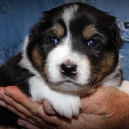 Clover - Black tri-color female Australian Shepherd puppy in Iota, Louisiana from C'est Bon Aussies Australian Shepherds