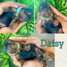 Yorkshire Terrier Puppies from Port City Yorkies LLC