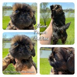 Juliet - Red female Shih Tzu puppy in Maize, Kansas from Air Capital Shih Tzu Puppies