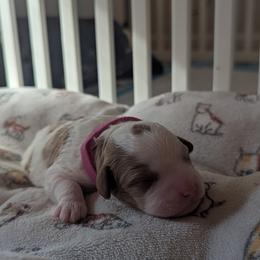 Pink - Blenheim female Cavapoo puppy in Newport, North Carolina from Crystal Coast Cavapoodles