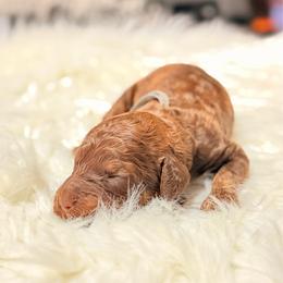 Titan - Chocolate male Goldendoodle puppy in Arlington, Texas from Chambers Doodle Patch
