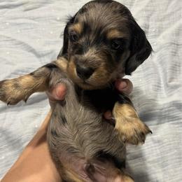 Splash - Dapple male Dachshund puppy in Bradenton, Florida from Leah’s Suncoast Doxies