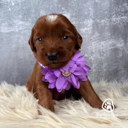 Cookies n Cream - Red female Companion Cross puppy in Utah County, Utah from Big Hearted Breeders