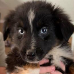 Brawl - Black tri-color male Australian Shepherd puppy in Albertville, Alabama from Salt Creek Aussies