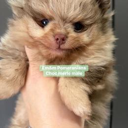 Choc merle and tan - Chocolate merle male Pomeranian puppy in Kentucky from Em&M Pomeranians