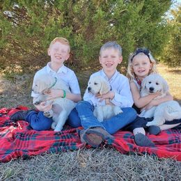 Golden Retriever Puppies from Light Hill Goldens