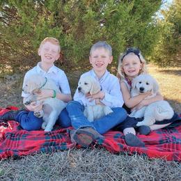 Golden Retriever Puppies from Light Hill Goldens