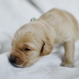 Bryant - Green Collar - Golden male Golden Retriever puppy in Stockton, California from Golden Weenie Club