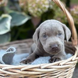 Hardy - Silver male Dilute Retriever puppy in Puyallup, Washington from 12 Door Farm Labradors