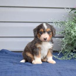 Barkley - Merle male Bernedoodle puppy in Honey Brook, Pennsylvania from Green Ridge Puppies